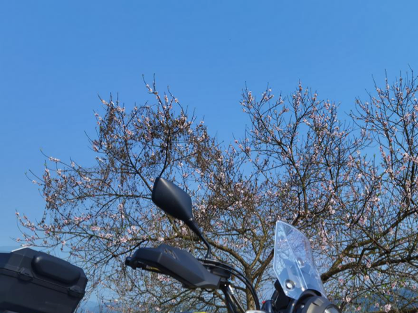 ����������Ħ�е�����תͷ����ľ250