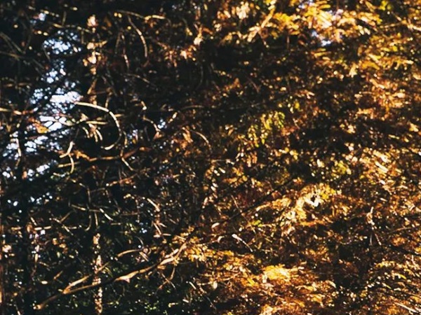 �εΣ�2023�����Ѹ漱��