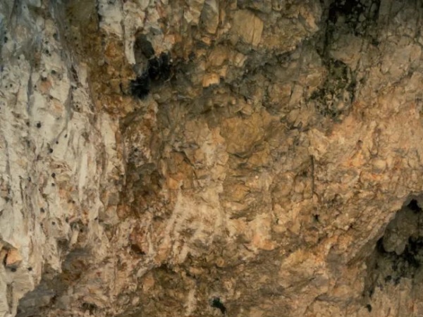 ɽ��֮�䣬���ܡ�Ұ��������������