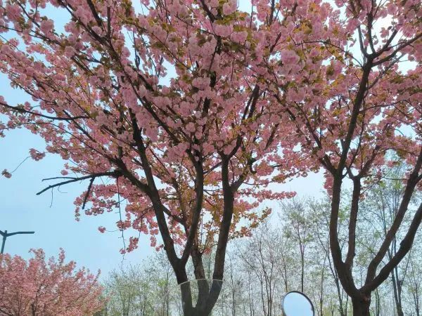 ��ֵ�����ܲ��� | �ҵĵ�һ������̤��Ħ�г�����VRF150