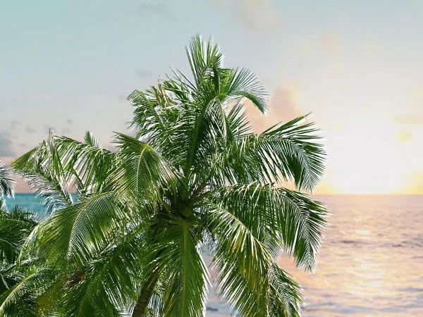 VESPA�ҵ���Ϧ�顸�á�